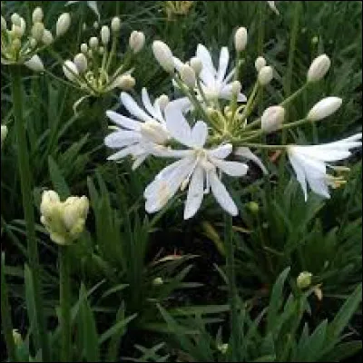 R&eacute;siste-t-elle aux fortes gel&eacute;es ?