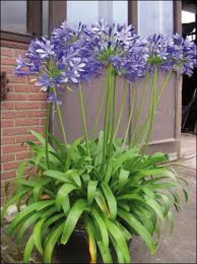 O&ugrave; faut-il placer cette plante ?