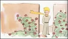 Pour le narrateur, pourquoi les roses ont-elles des pines ?