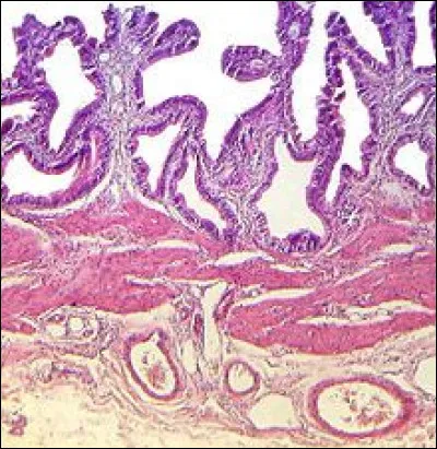 Où retrouve-t-on de l'épithélium cubique simple ?