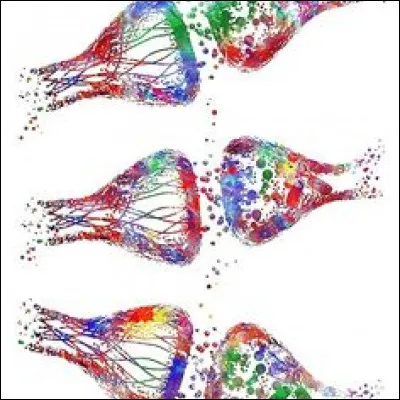 Où retrouve-t-on de l'épithélium cylindrique stratifié ?