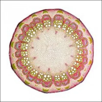 Où retrouve-t-on de l'épithélium pavimenteux stratifié kératinisé ?