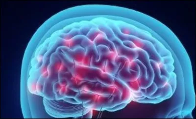 Où les scientifiques situent-ils le siège de la mémoire ?