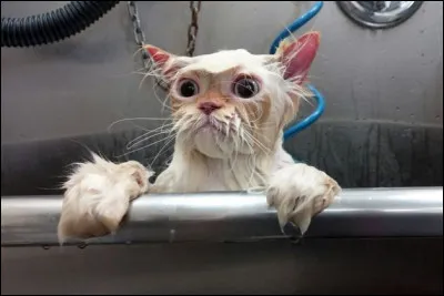 Autour du chat - Cochez la proposition correcte :