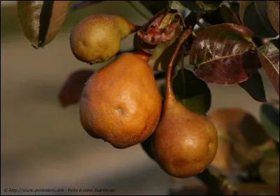 Pour lequel de ces lavements la poire à lavement n'est-elle pas l'instrument le plus approprié ?