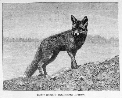 De quelle plante le racouet était-il le nom vulgaire ?