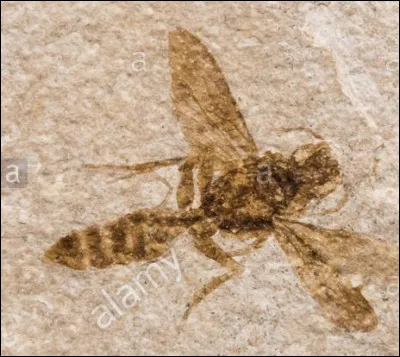 Les abeilles et les fourmis sont en quelque sorte des cousines &eacute;loign&eacute;es. Mais quel serait leur anc&ecirc;tre commun ?