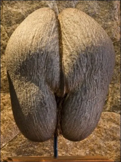 Sur l'&icirc;le de Praslin, aux Seychelles, les noix d'une vari&eacute;t&eacute; de cocotier end&eacute;mique mettent neuf ans pour m&ucirc;rir. Comment appelle-t-on ses fruits ?