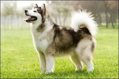 Quel est le nom de cette race de chien ?