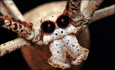 Tu es un sorcier et une araignée grosse comme un chat se dresse devant toi. C'est une espèce en voie de disparition mais dangereuse. Que fais-tu ?