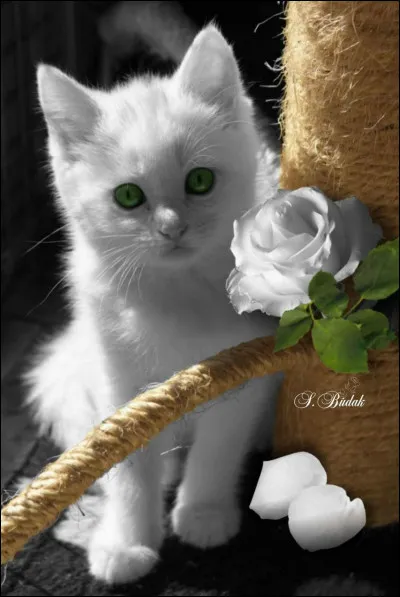 À quelle infirmité le chat blanc est-il plus exposé que les autres chats ?