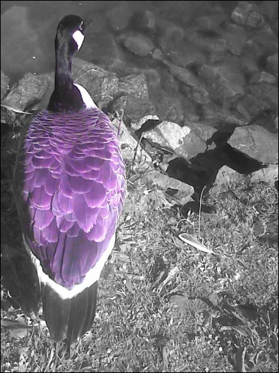 Un paon peut-il voler ?