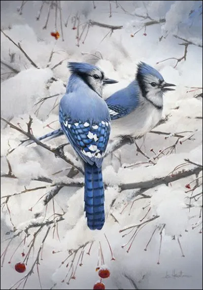 Que sont ces oiseaux ?