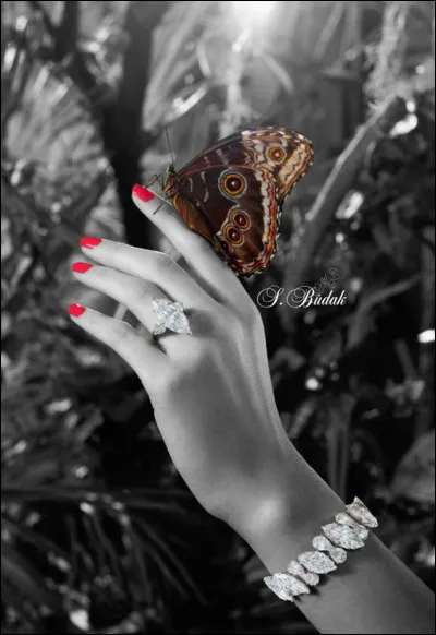 Quelle est la durée de vie d'un papillon, selon son espèce ?