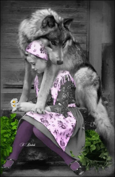 Qui sont les ancêtres de la race de chien nommée " chien-loup de Saarloos" ?