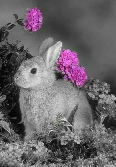 Laquelle de ces propositions n'est pas une race de lapin ?