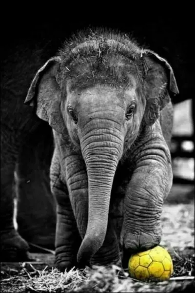 Que peut-on dire à propos du cerveau de l'éléphant ? Par rapport à sa taille et sa masse corporelle, l'éléphant est le mammifère ayant...