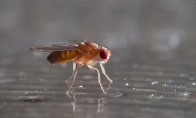 Quel genre d'animal est la drosophile, sujet d'exp&eacute;riences g&eacute;n&eacute;tiques depuis le XIXe si&egrave;cle ?