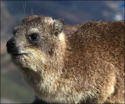 Quel animal est un proche parent vivant de l'&eacute;l&eacute;phant et du daman (petit animal de 5 kg maxi) ?