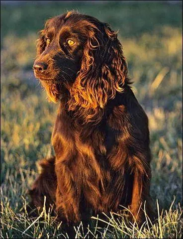 Quelle est cette race ?