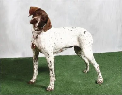 Quelle est cette race ?