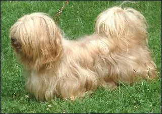 Quelle est cette race ?