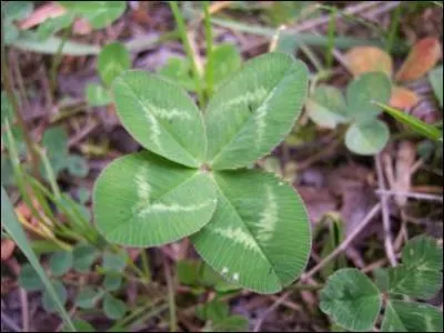 Ce pays est partag en...