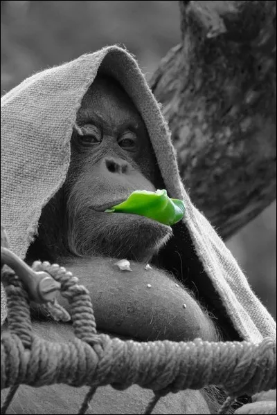 Les chimpanzés savent-ils nager ?