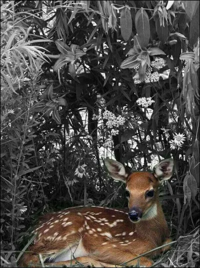 La biche est-elle la femelle du chamois ?