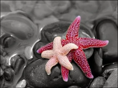 À quel ordre appartiennent les étoiles de mer ?