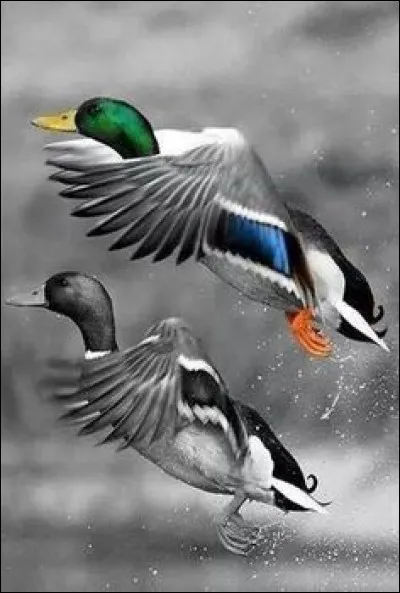 Chez les canards Colvert, on peut reconnaître le mâle ou la femelle à son cri. Lequel des deux a le cri le plus rauque et bruyant ?