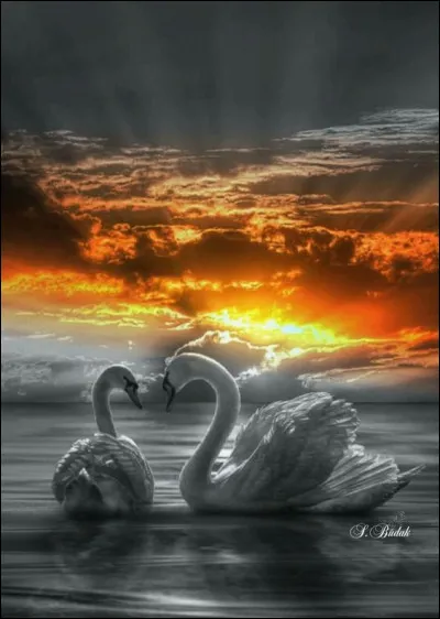 Combien le cygne comporte-t-il de vertèbres cervicales ?