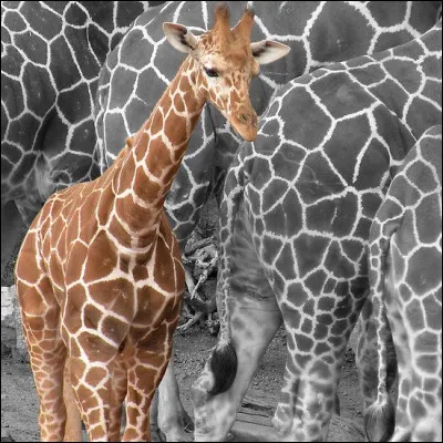 Même question pour la girafe : quel est le nombre de ses vertèbres cervicales ?