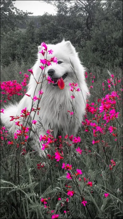 Le Loulou de Poméranie est un :