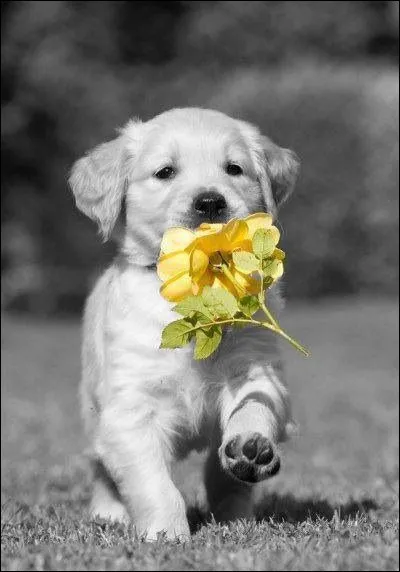 Le golden retriever peut-être un chien :