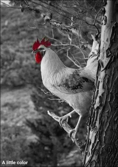 Quelle est la durée de vie moyenne d'un coq de ferme ?