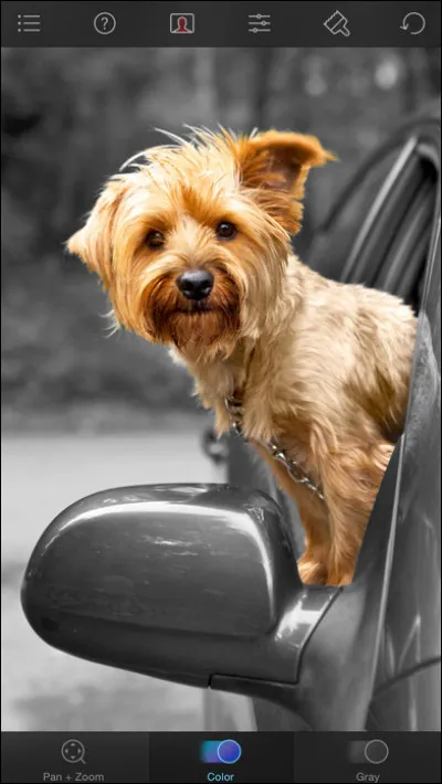 À l'origine à quoi était destiné le yorkshire terrier ?