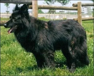 Quelle est cette race ?