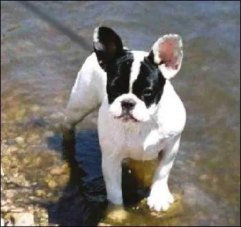 Quelle est cette race ?