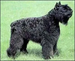 Quelle est cette race ?