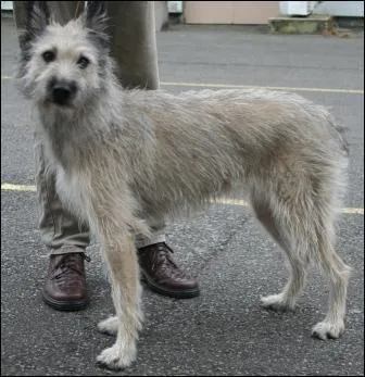 Quelle est cette race ?