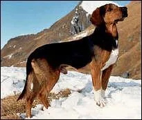 Quelle est cette race ?