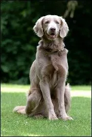 Quelle est cette race ?