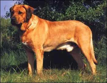 Quelle est cette race ?