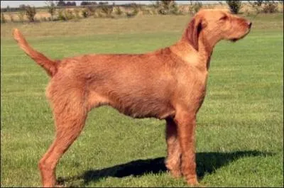 Quelle est cette race ?