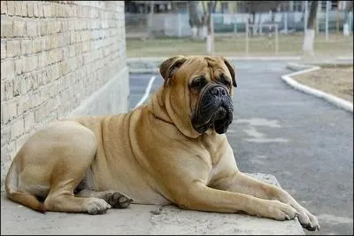 Quelle est cette race ?