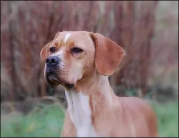 Quelle est cette race ?