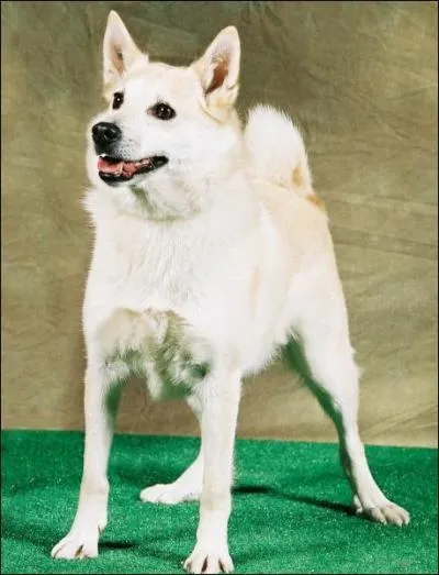 Quelle est cette race ?