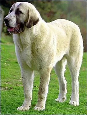 Quelle est cette race ?