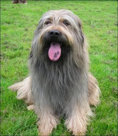 Quelle est cette race ?